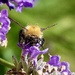 Common Carder Bee