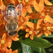 IMG_E2045-BeeOnTuberosa-JRA