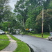 Fallen Down Tree