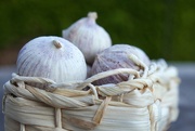 10th Jul 2025 - Garlic