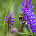 Bumblebee
