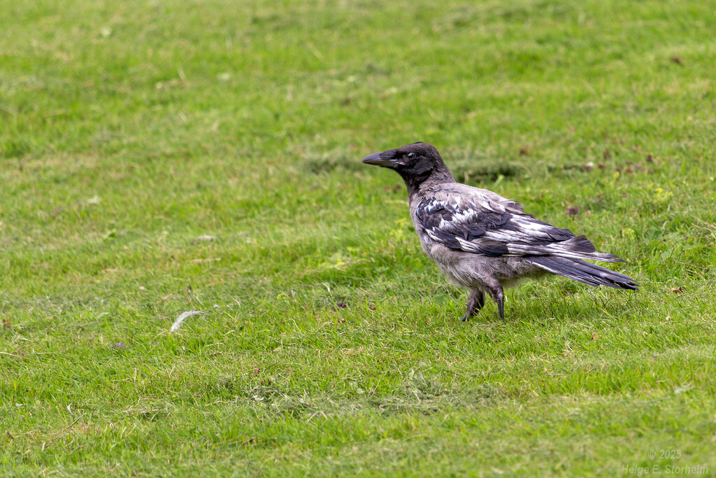 Crow with leucism by helstor365