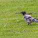 Crow with leucism