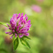 The red clover
