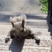 Just checking for peanuts