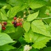 Raspberries