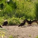 Turkey Vultures 
