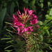 Spider flower aka cleome