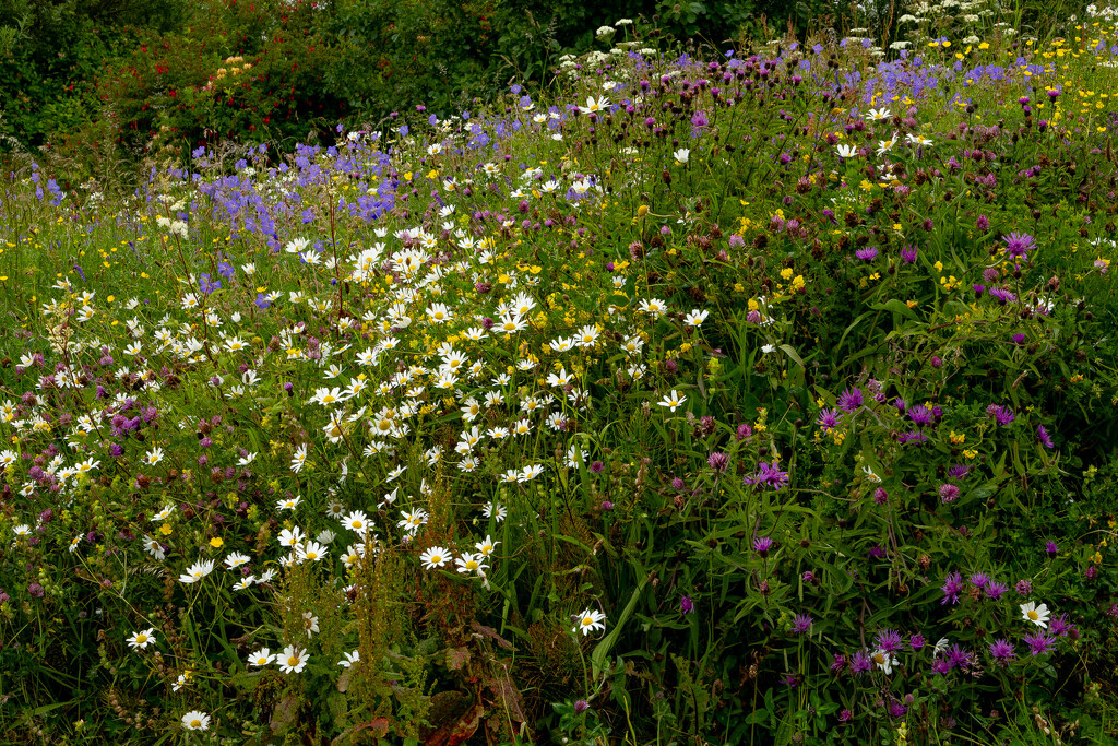 Wild Flowers by lifeat60degrees