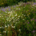 Wild Flowers