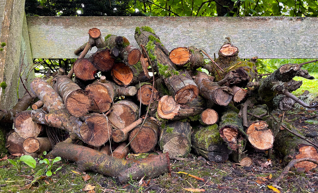 Log Pile by lifeat60degrees