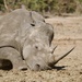 White Rhino P7089051