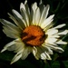 Daisy, daisy.........