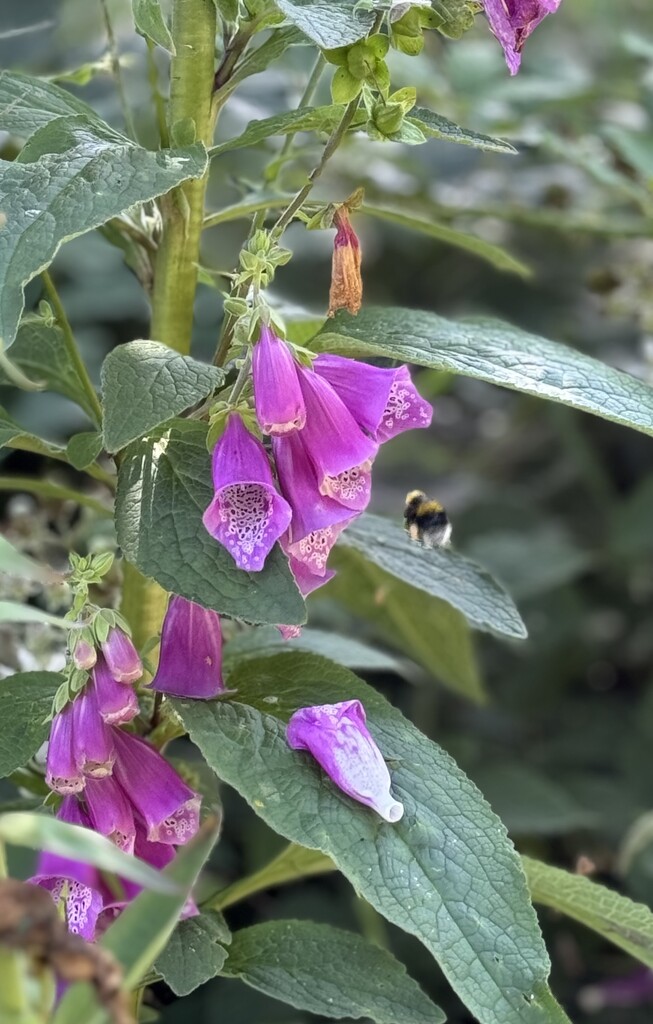 Foxglove  by alipalk59