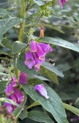 10th Jul 2025 - Foxglove 