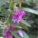 Foxglove 