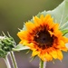 First Sunflower...