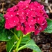 My Newest Hydrangea...