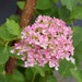 Bubblegum Pink Hydrangea  by bjywamer