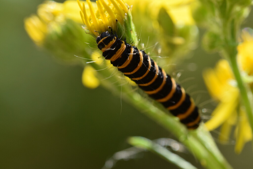 Stripes by dragey74