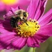 Busy Bee by lynnz