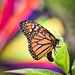 Monarch! by marylandgirl58