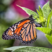 Monarch Butterfly by marylandgirl58
