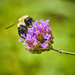 Pollinating by marylandgirl58