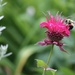 A Bee's Heaven by 365projectorgheatherb