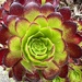 Beautiful Multi-Colored Succulent