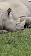 20th Jun 2025 - Animal Adventures--R