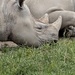 Animal Adventures--R