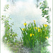 Pondside Yellow Flag
