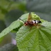 Eastern Cicada Killer
