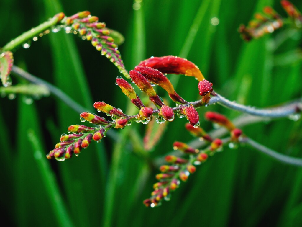 Sparkling Clean by ljmanning