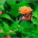 Three Insects by hjbenson