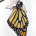 The Beautiful Monarch