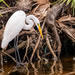 The Egret Looking for Lizards!
