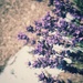 Lavender and line