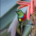 Maybe the other one has more nectar?
