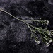Literature Project #306 Letitia Elizabeth Landon 'The Michaelmas Daisy'
