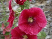 11th Jul 2025 - bright hollyhock