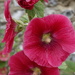 bright hollyhock
