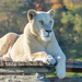 Enjoying the early morning sun by ludwigsdiana