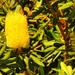 The Banksias Are Beautiful ~