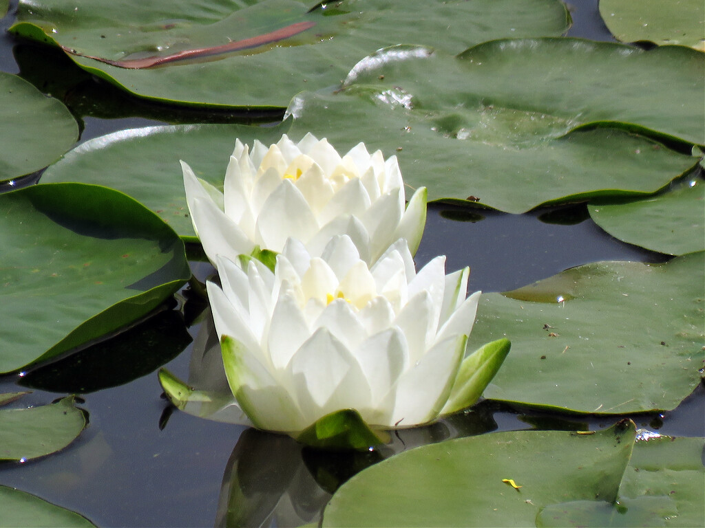 Water Lilies by seattlite