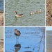 RSPB Snettis resize