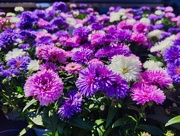 11th Jul 2025 - Chinese Aster