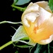 A Rose is but a Rose 