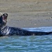 Harbour Seal